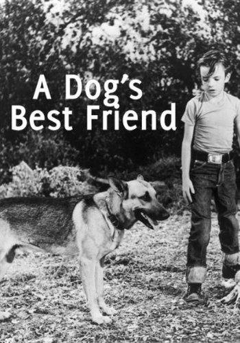 Picture for A Dog's Best Friend